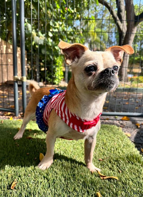 DIAMOND, an adoptable Pug in Margate, FL