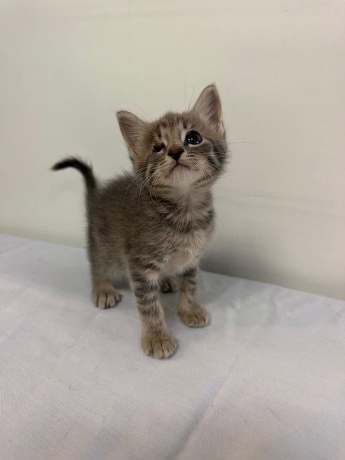 MARCELO, an adoptable Domestic Short Hair in Margate, FL