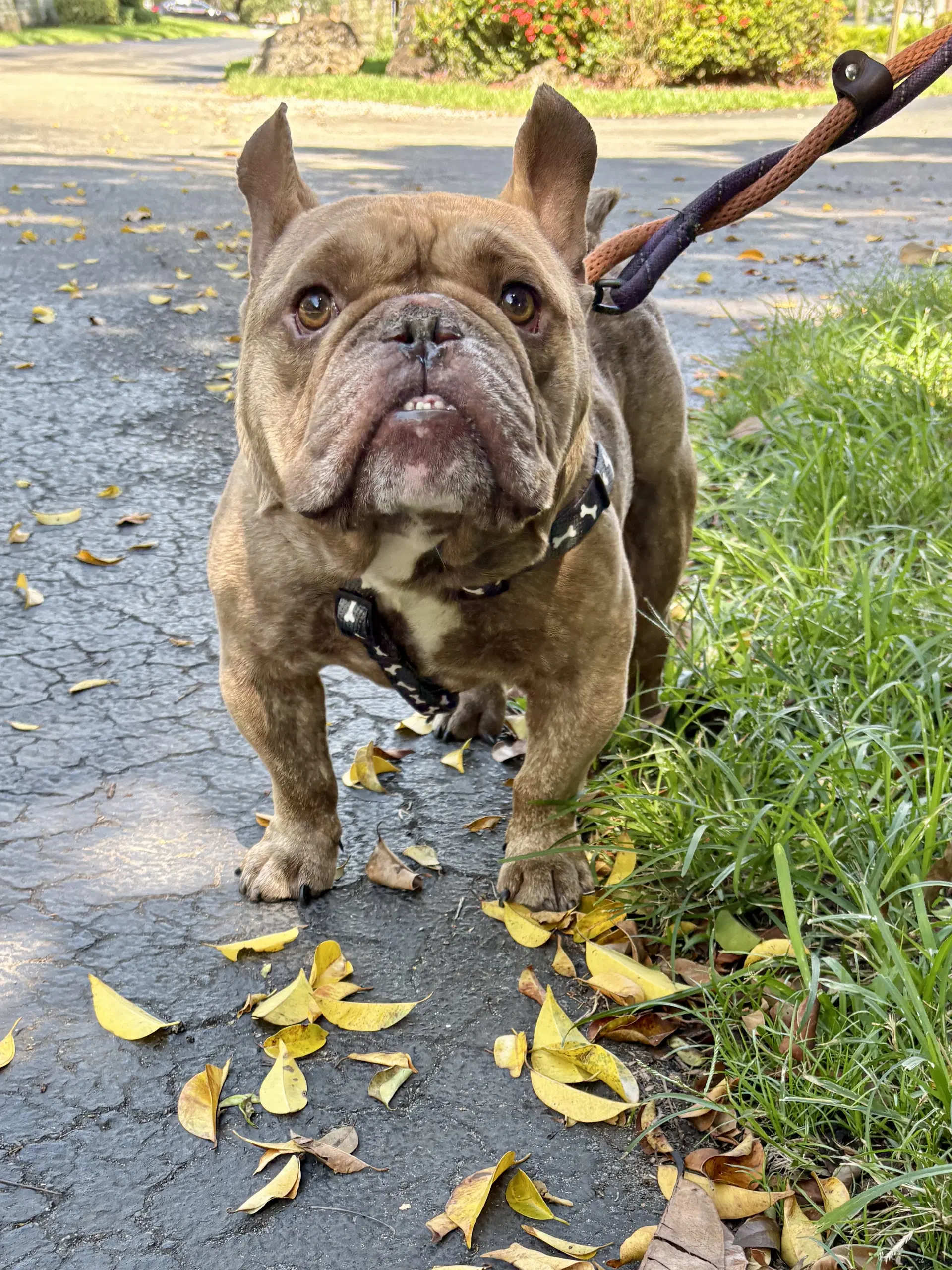Mike - French Bulldog