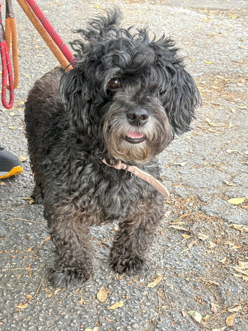 PAPRIKA, an adoptable Schnauzer in Margate, FL