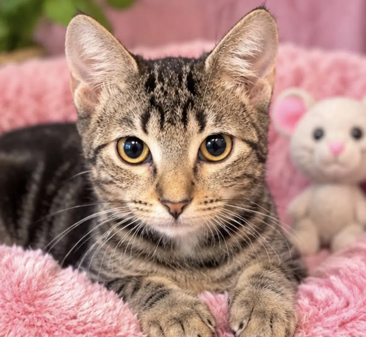 Jaye - Domestic Short Hair