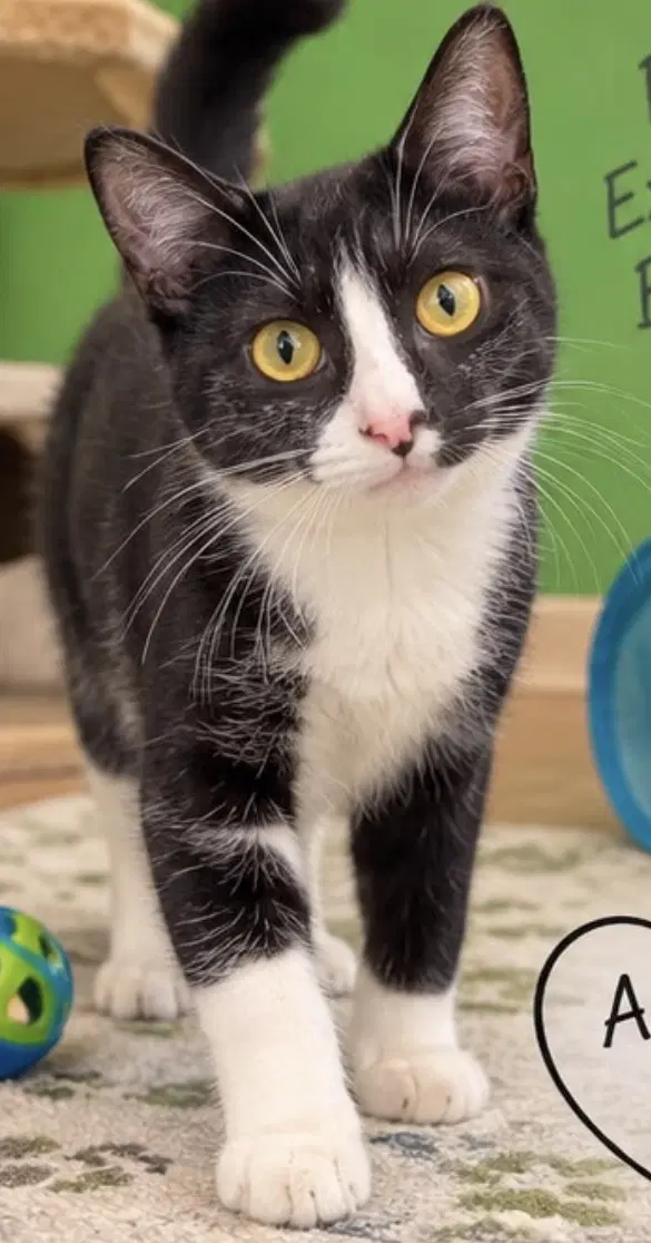 Tasha - Domestic Short Hair