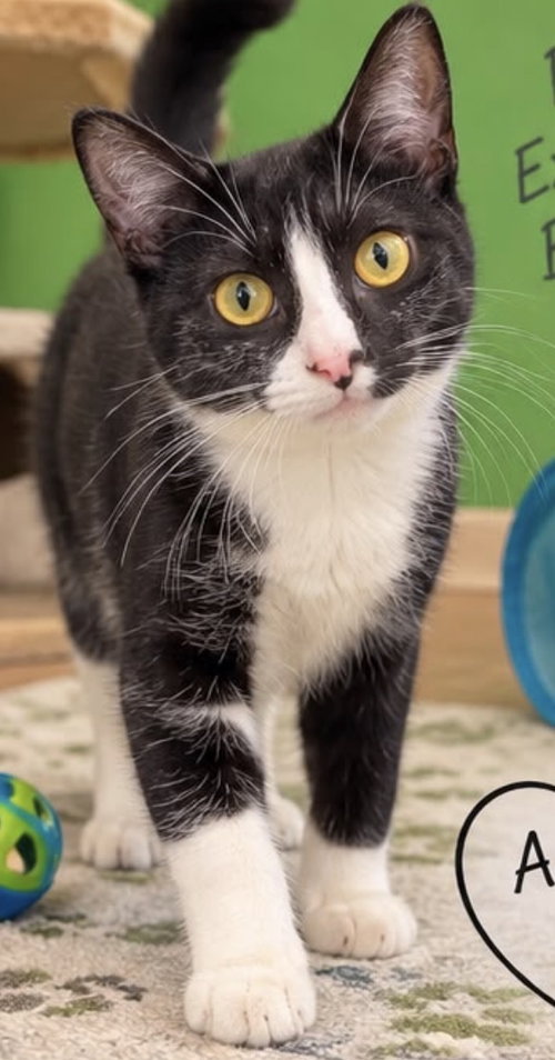 TASHA, a cat for adoption from UFAR Animals Rescue