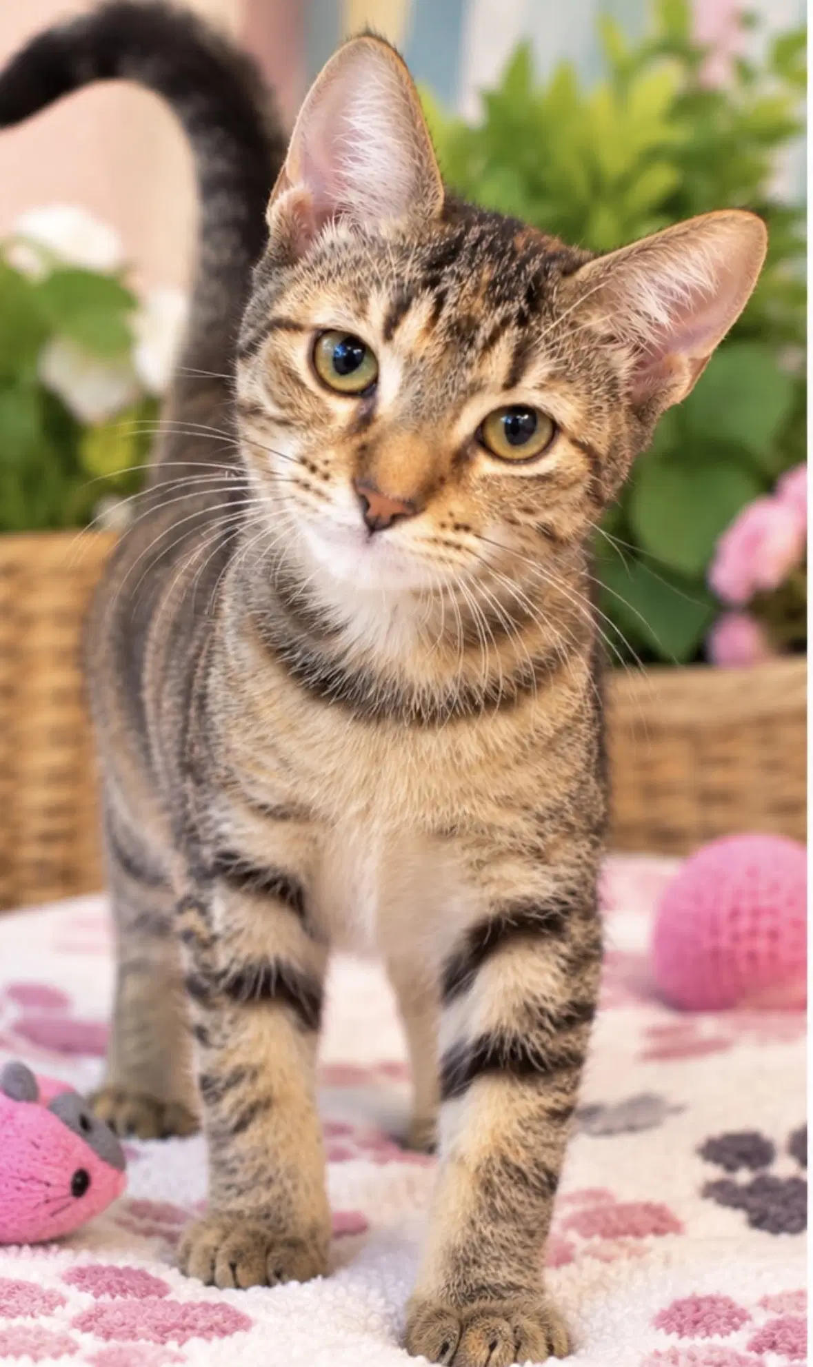 Alice - Domestic Short Hair