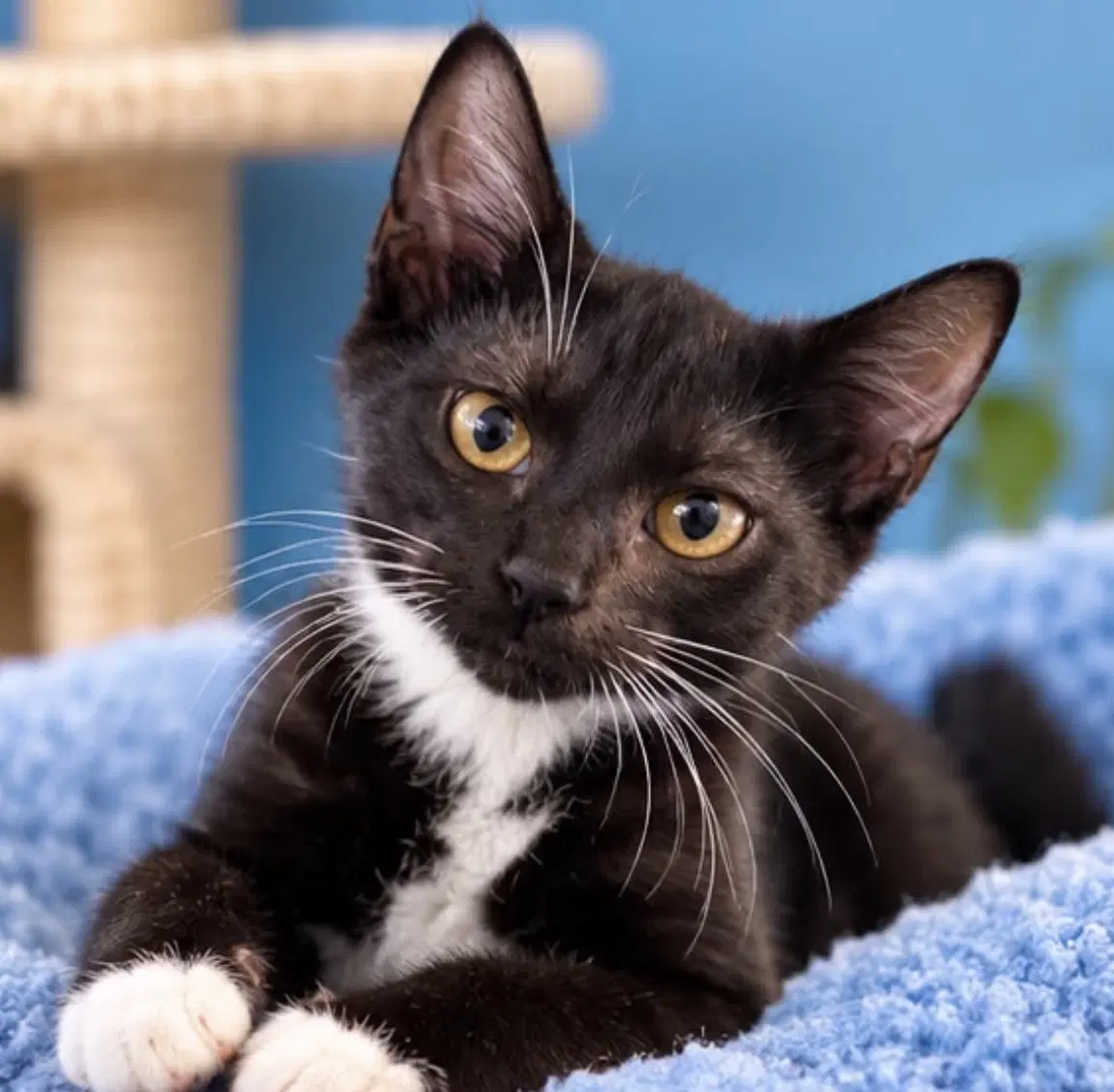 Derrick - Domestic Short Hair