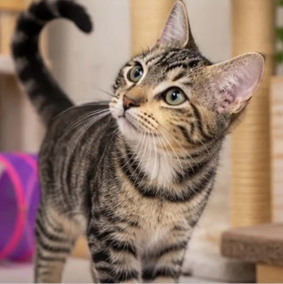 Amaia - Domestic Short Hair