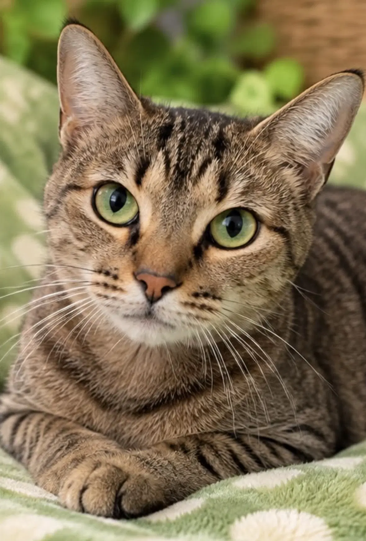 Becca - Domestic Short Hair