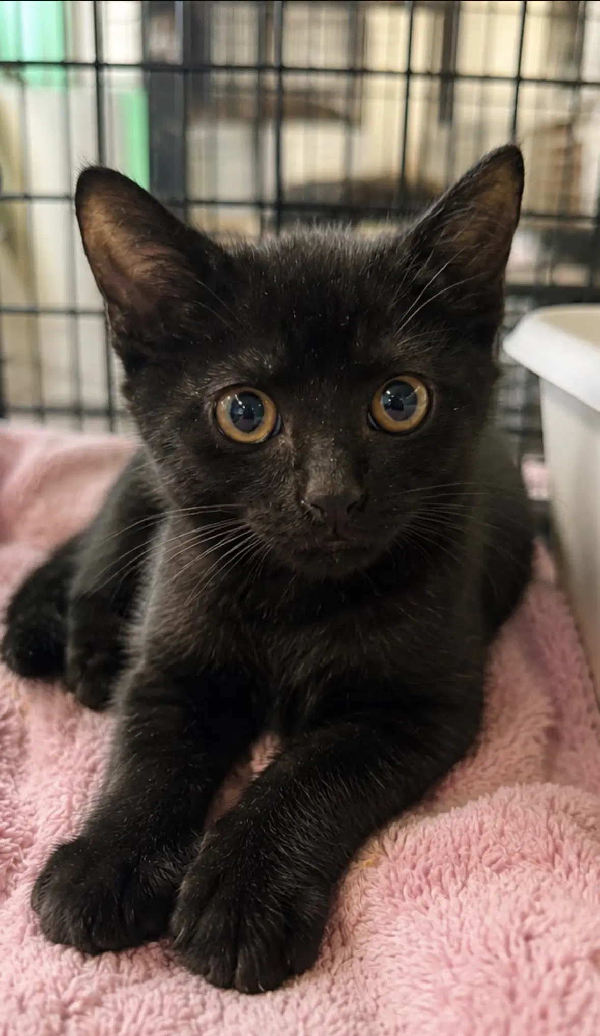 Black Berry - Domestic Short Hair