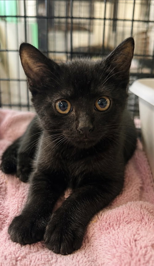 picture of the cat needing adoption