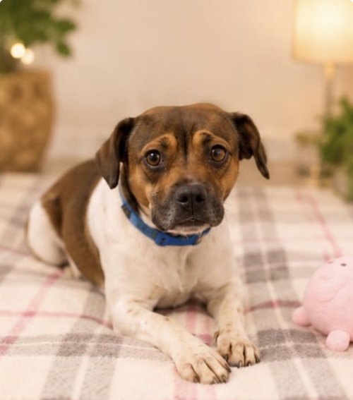 picture of the dog needing adoption