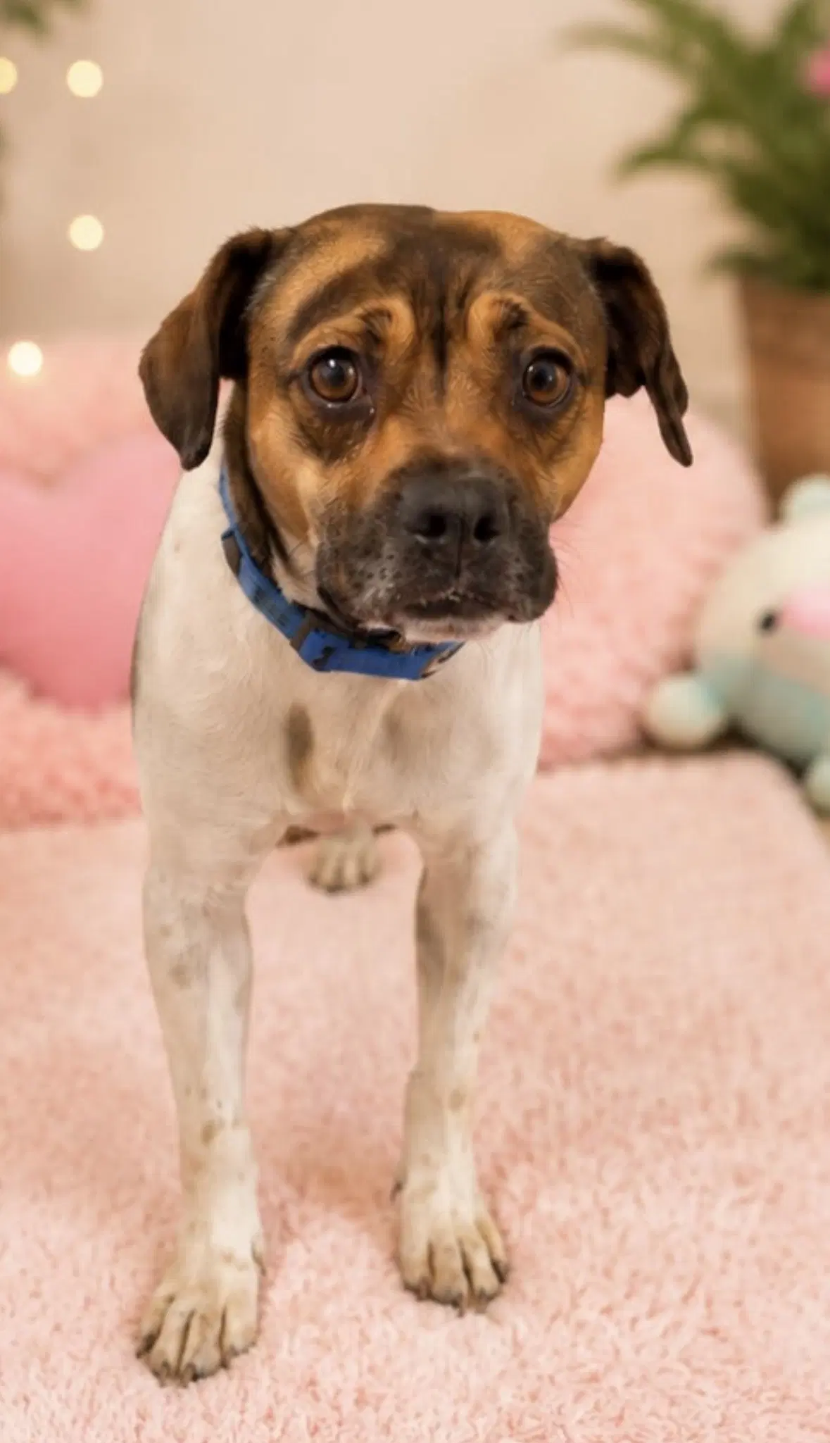 Roxy image 3