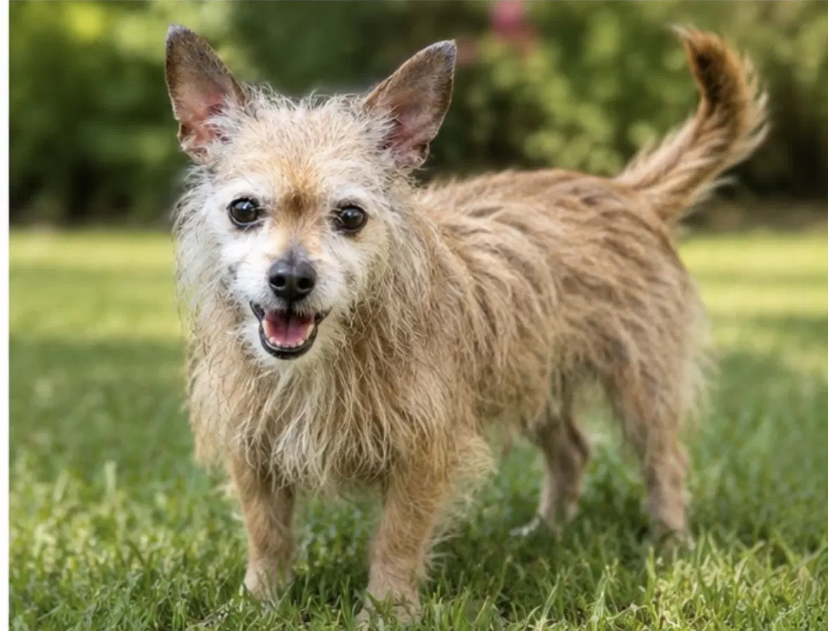 Belito - Yorkshire Terrier Yorkie