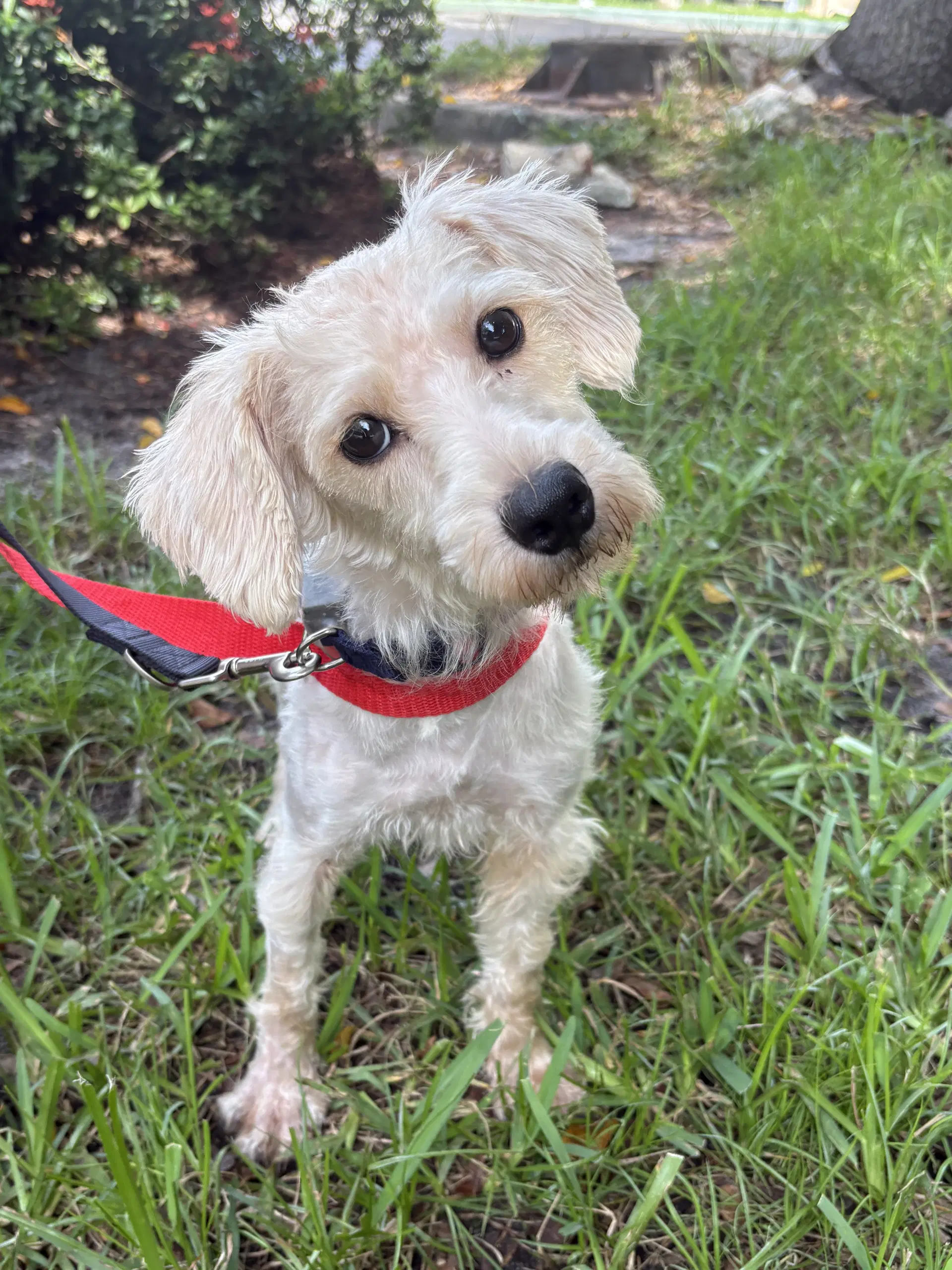 Pietro - Poodle (unknown type)