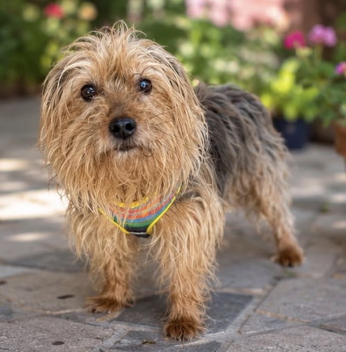 COBBY, photo 3