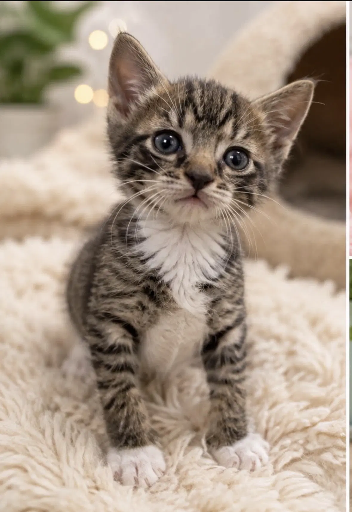 Clara - Tabby