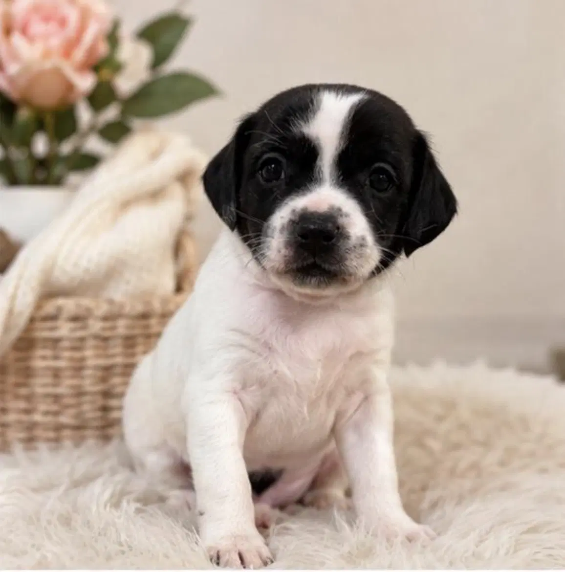 Jasmin image 2