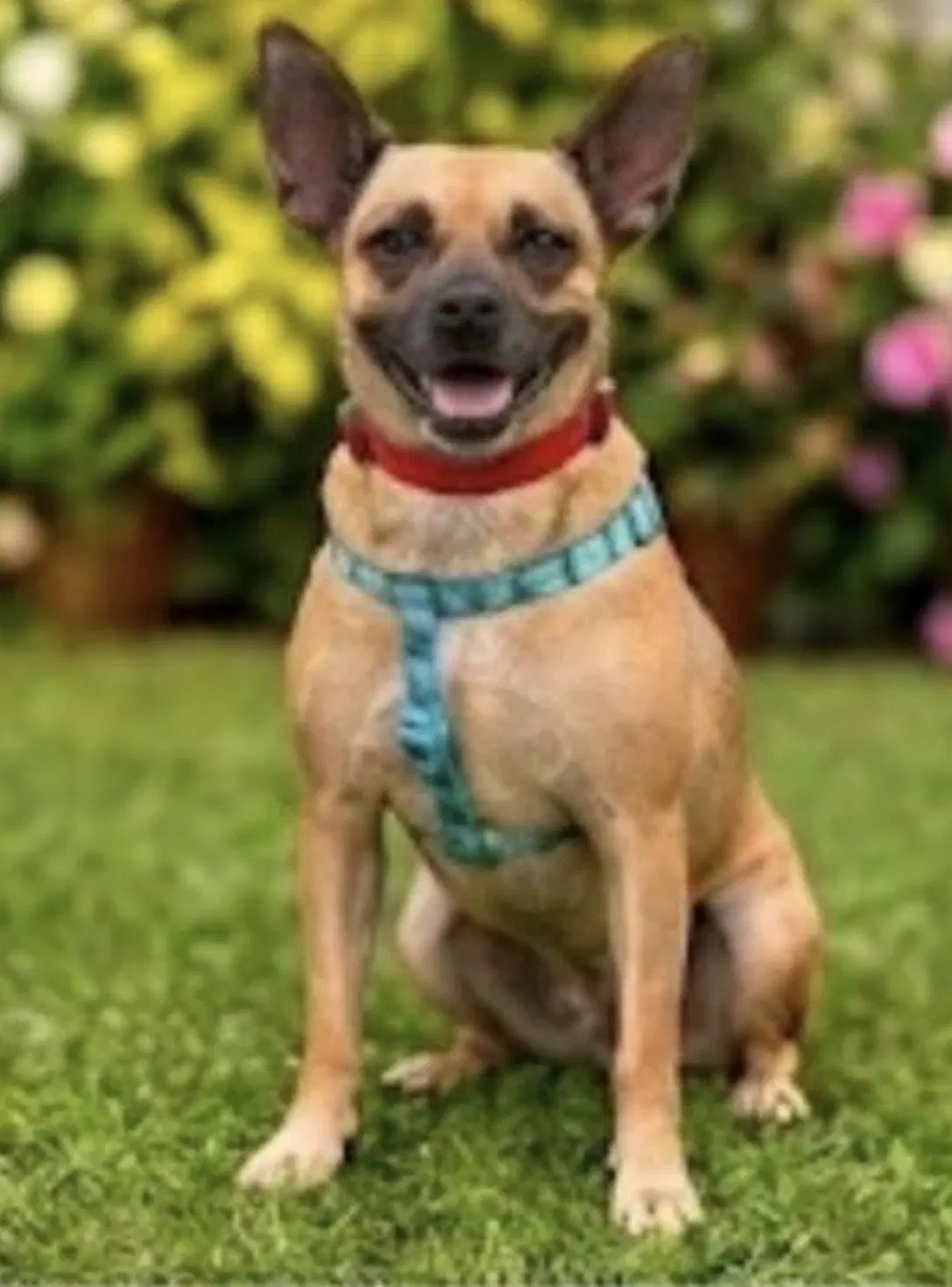 Priscilla - Terrier