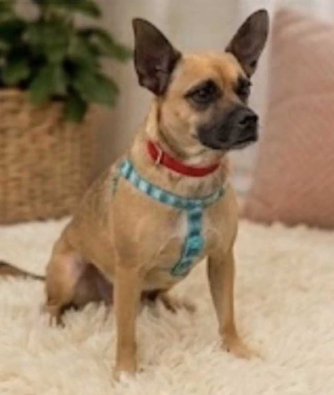 Priscilla image 2