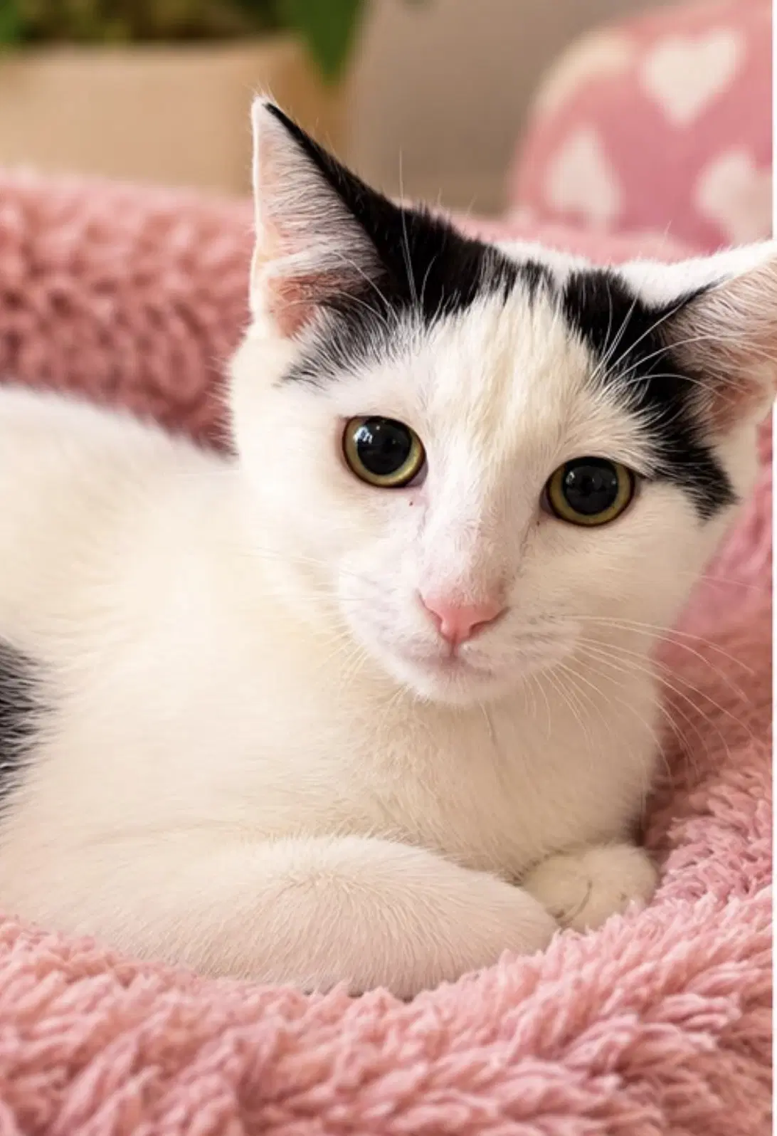 Ak - Domestic Short Hair