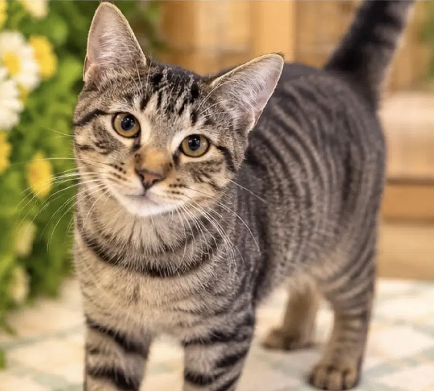 Jenny - Domestic Short Hair