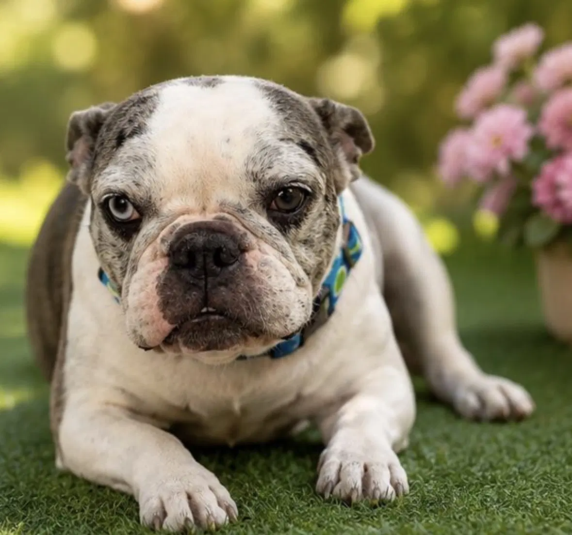 Didi - French Bulldog