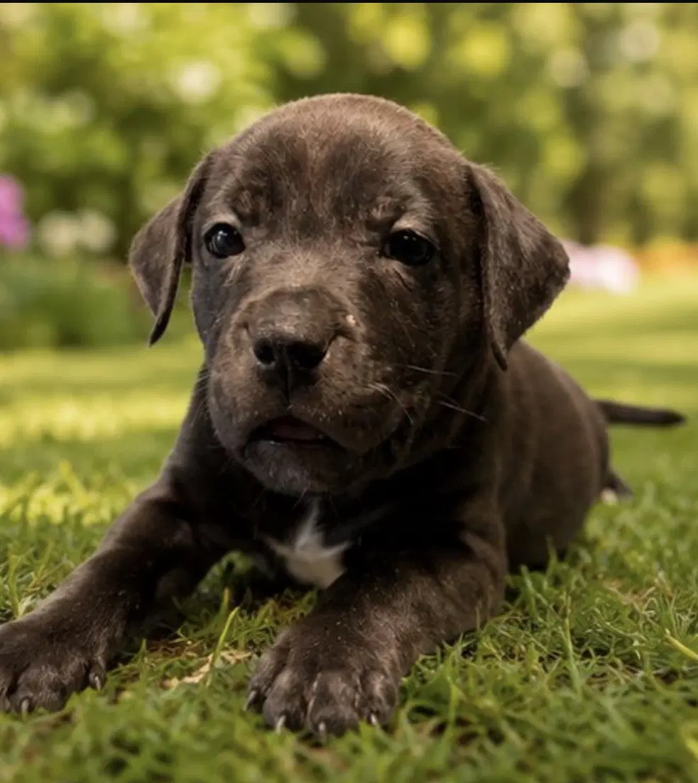 Ariel - Labrador Retriever