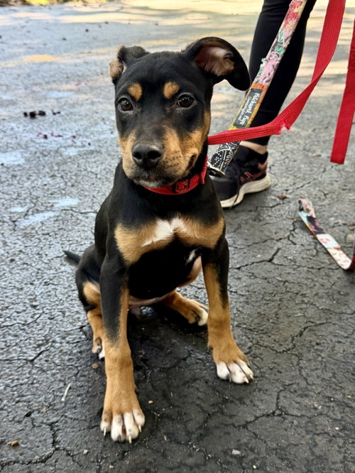 picture of the dog needing adoption
