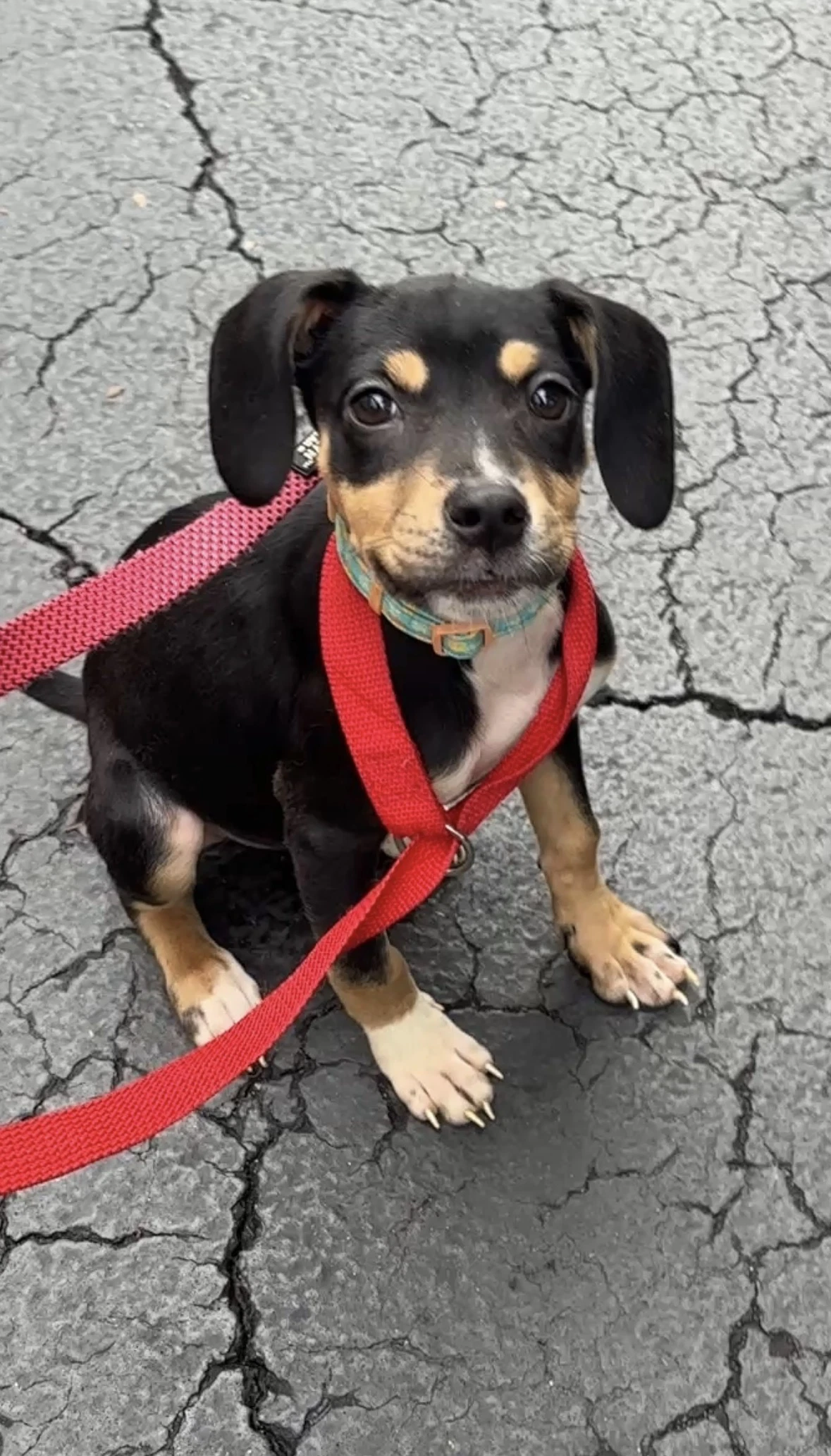 Dixie