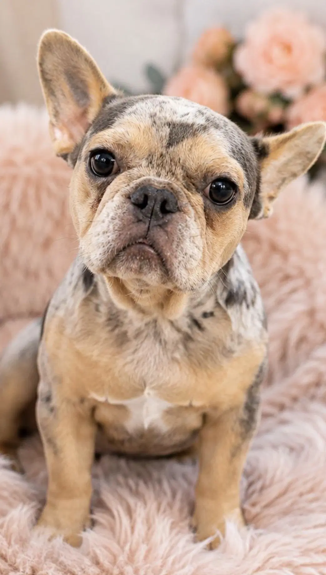 Willow - French Bulldog