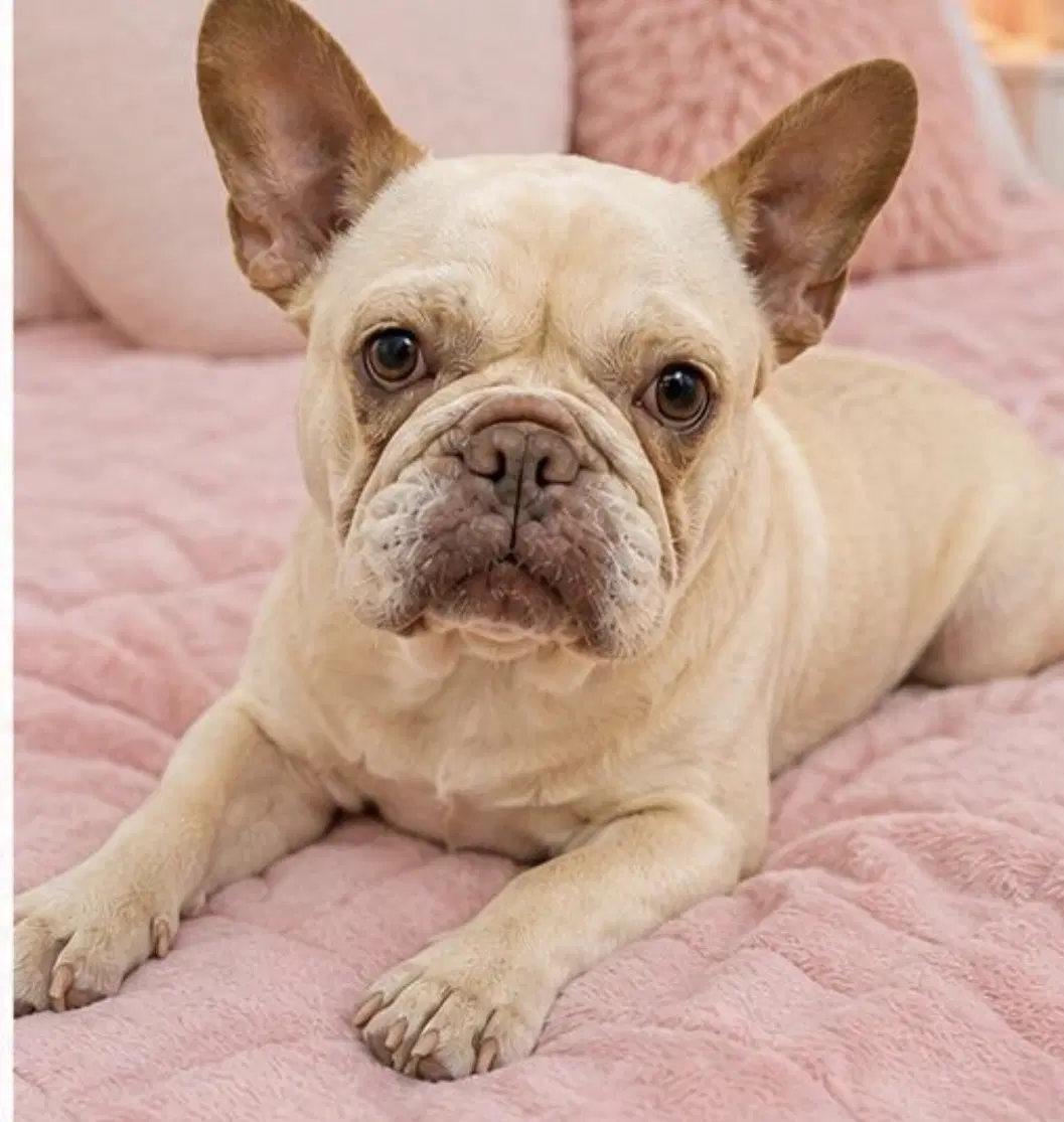 Snow - French Bulldog
