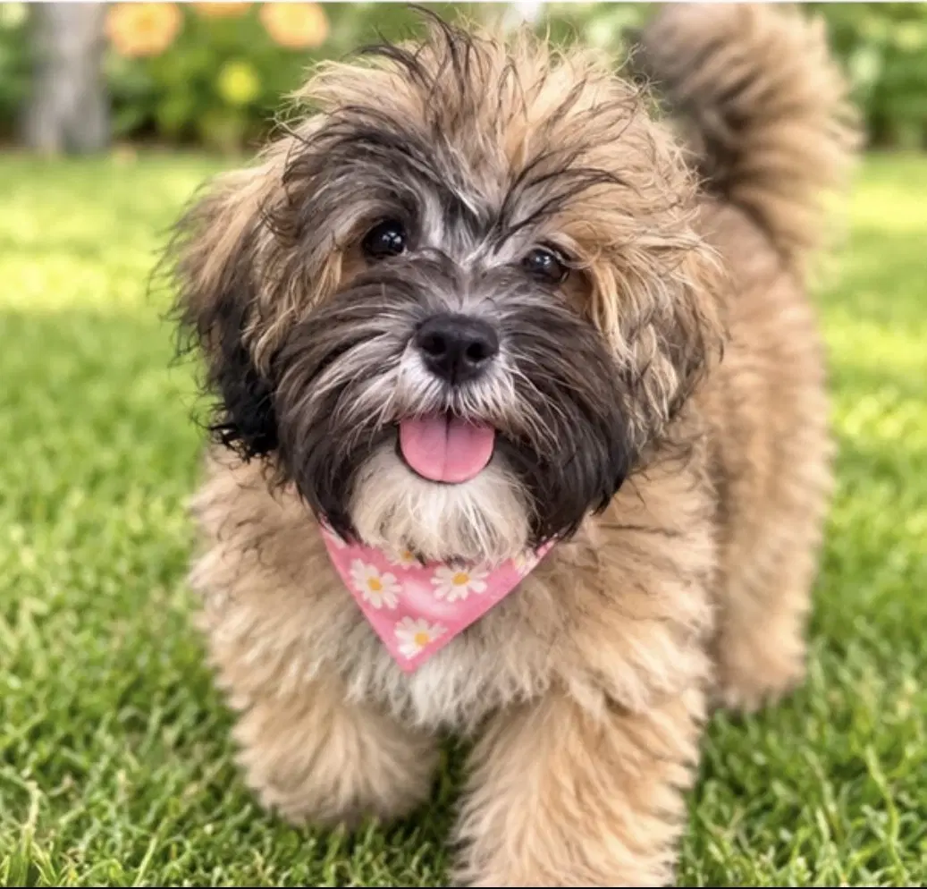 Cookie - Maltese
