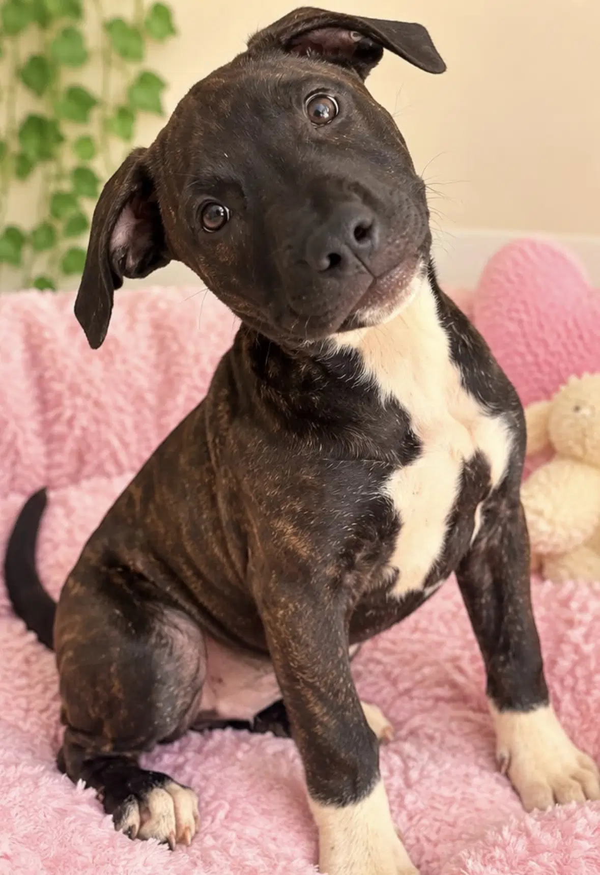 Roxanne - American Bulldog