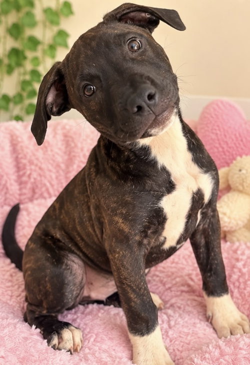 ROXANNE, a dog for adoption from UFAR Animals Rescue