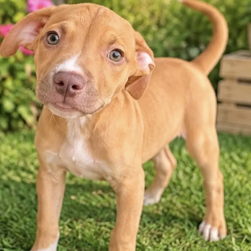 Renee - American Bulldog