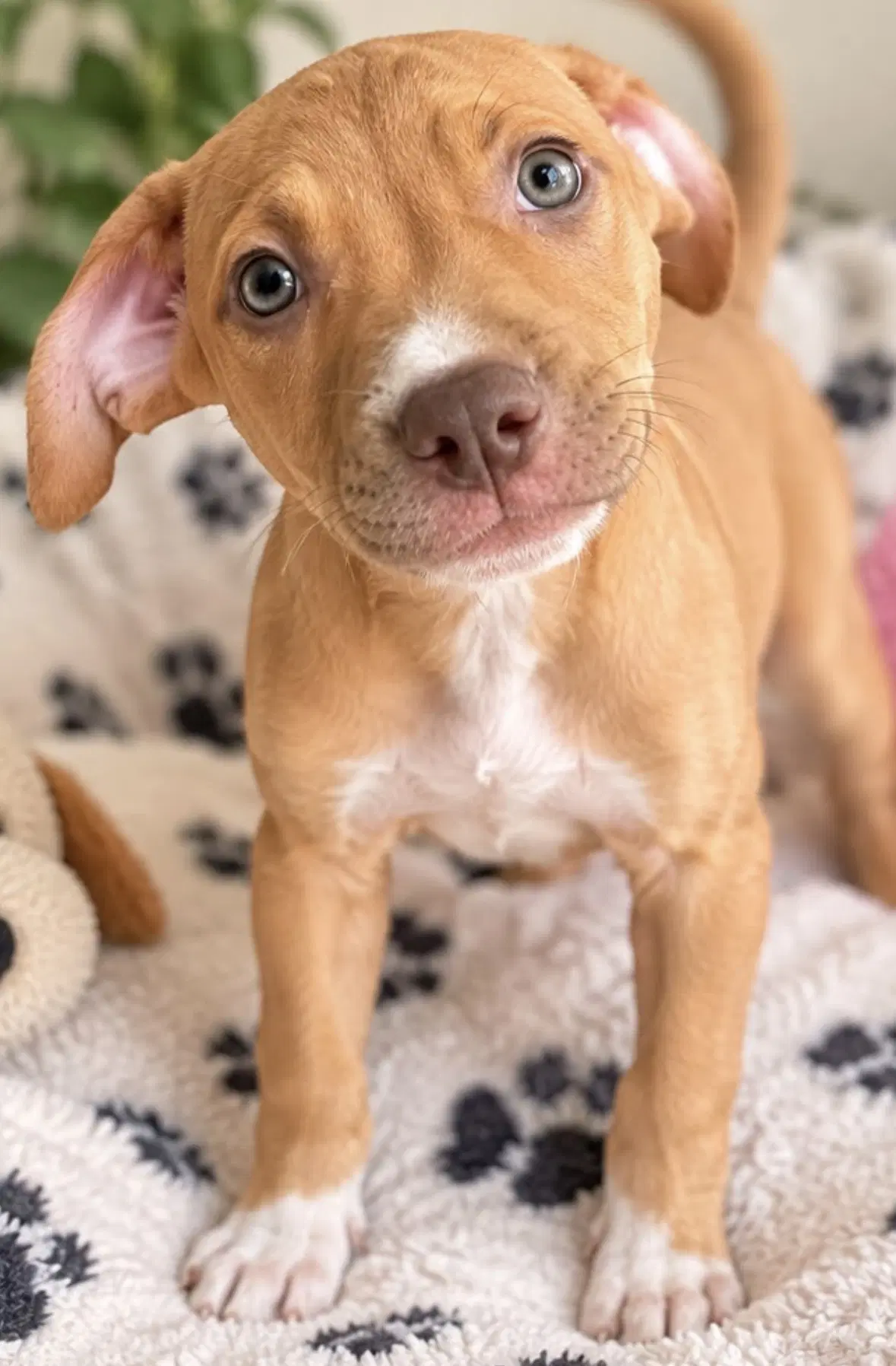 Rebeka - American Bulldog