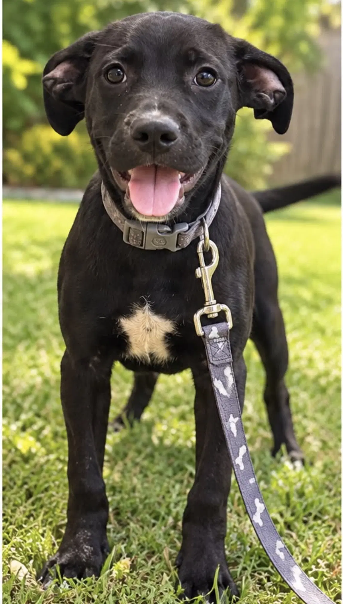 Max - Labrador Retriever