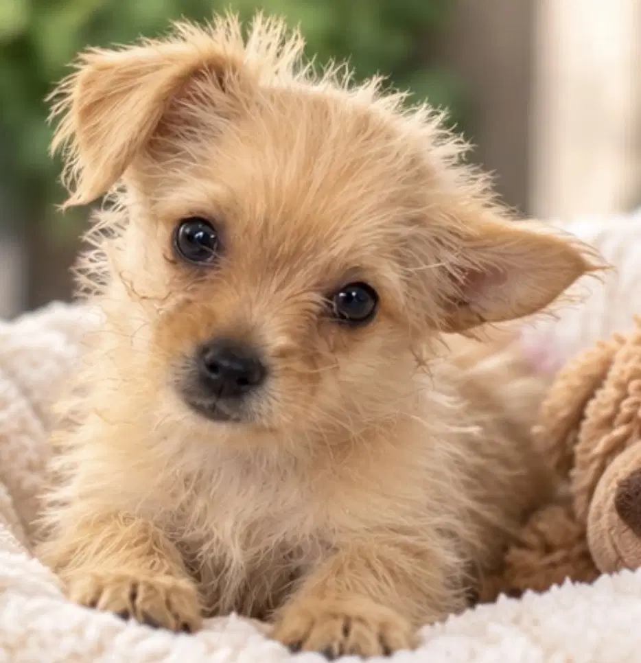 Strawberry - Chihuahua