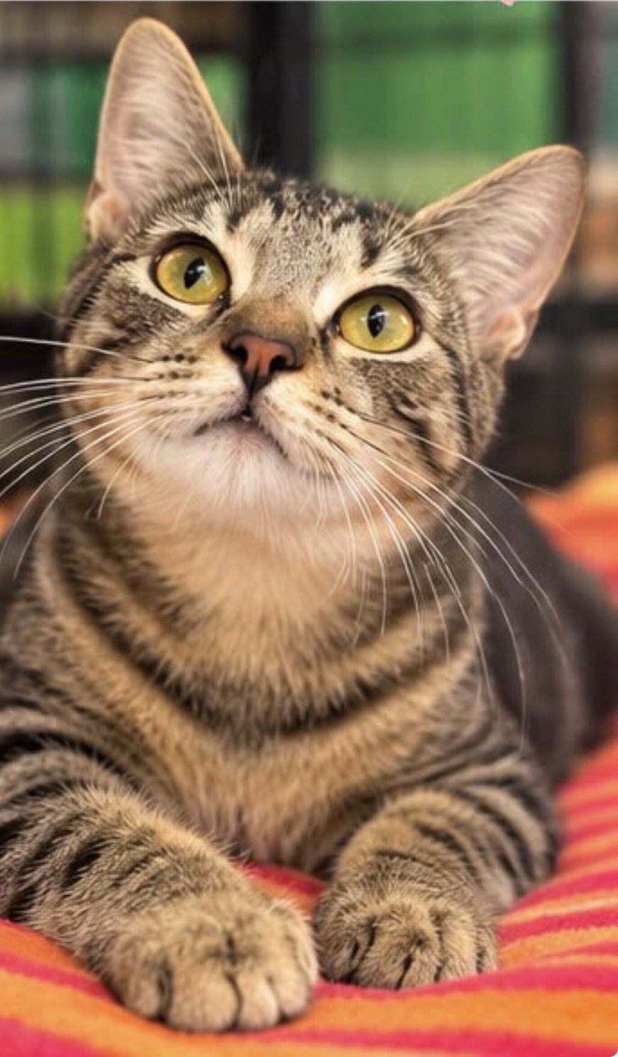 GIGI