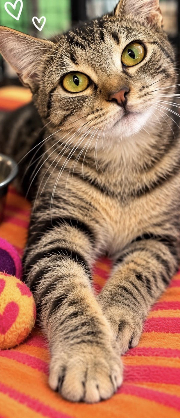 GIGI, photo 3