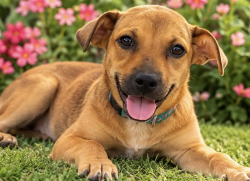 LOLA, a dog for adoption from UFAR Animals Rescue