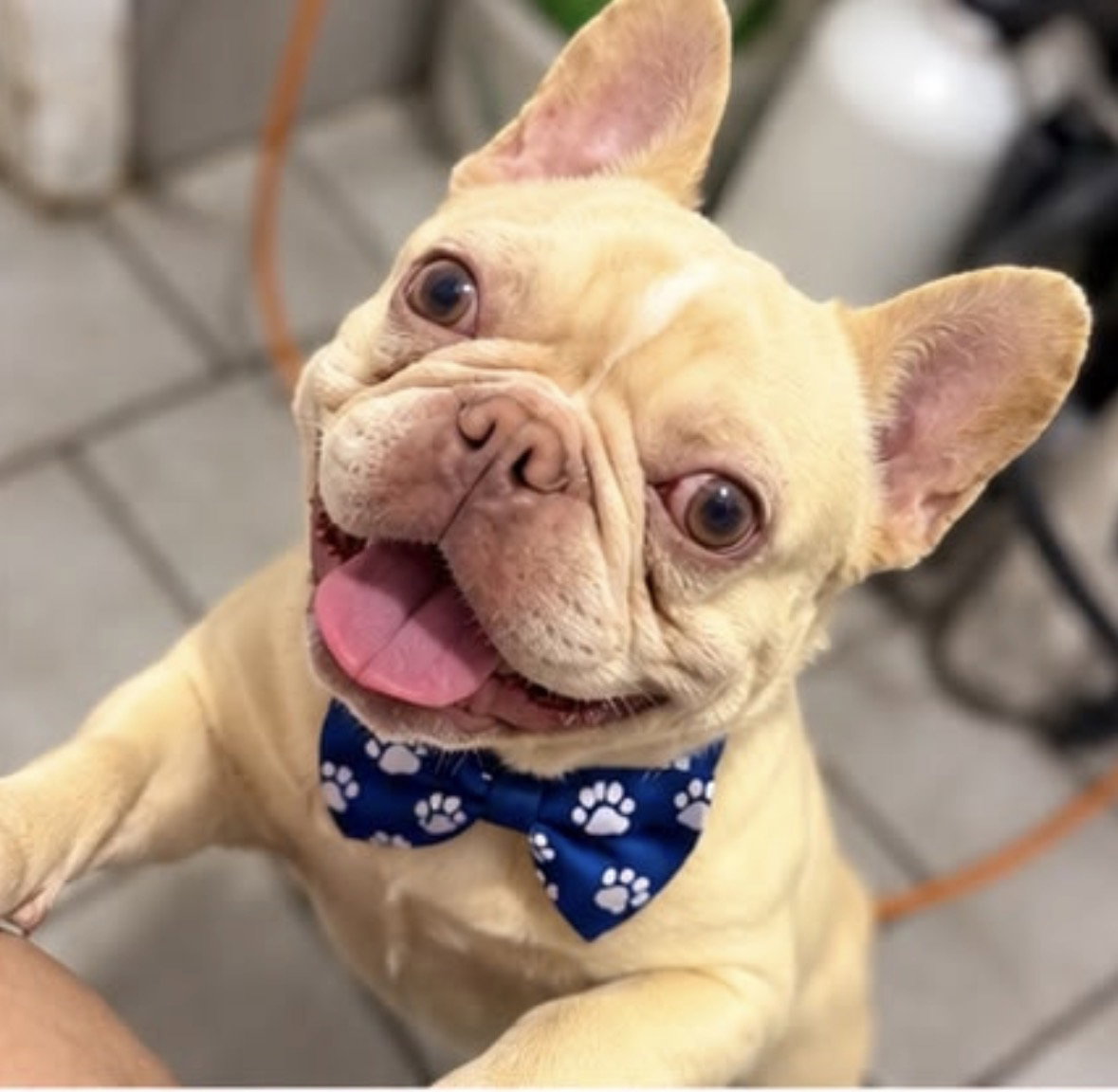 Bobby, French Bulldog