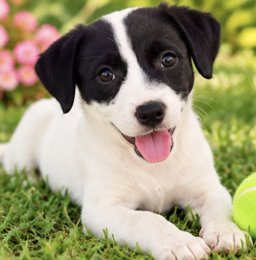 Apple, American Bulldog