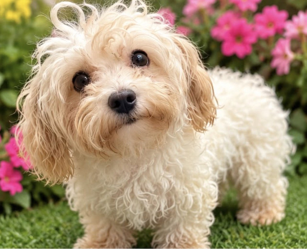 Victoria, Maltese