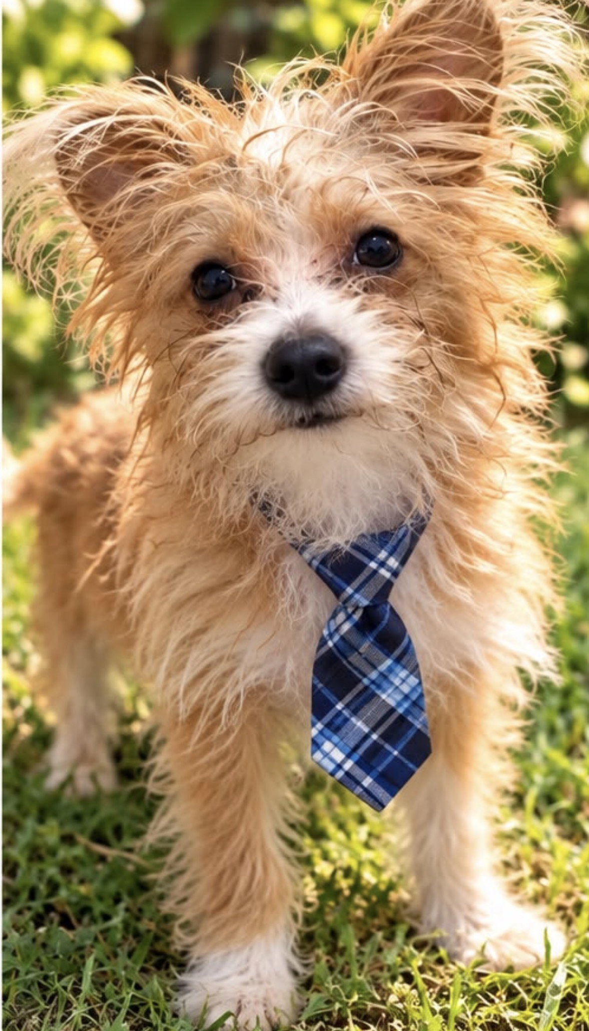 Victor, Maltese