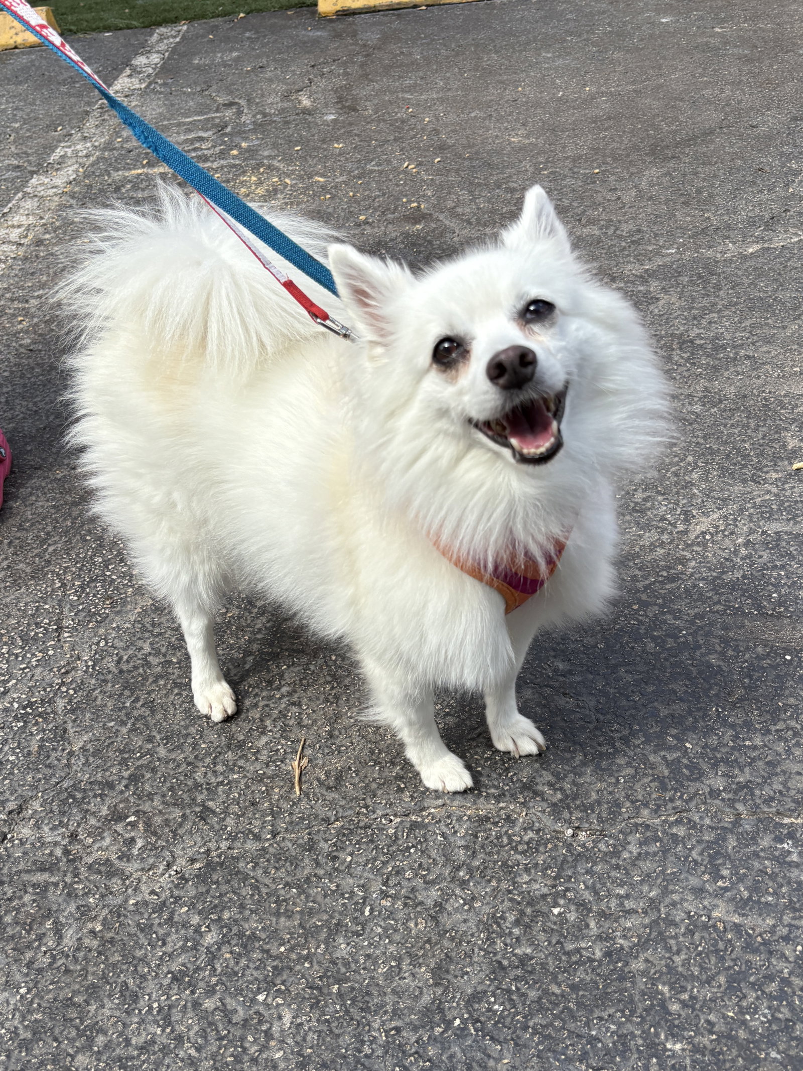 Snow, Eskimo Dog