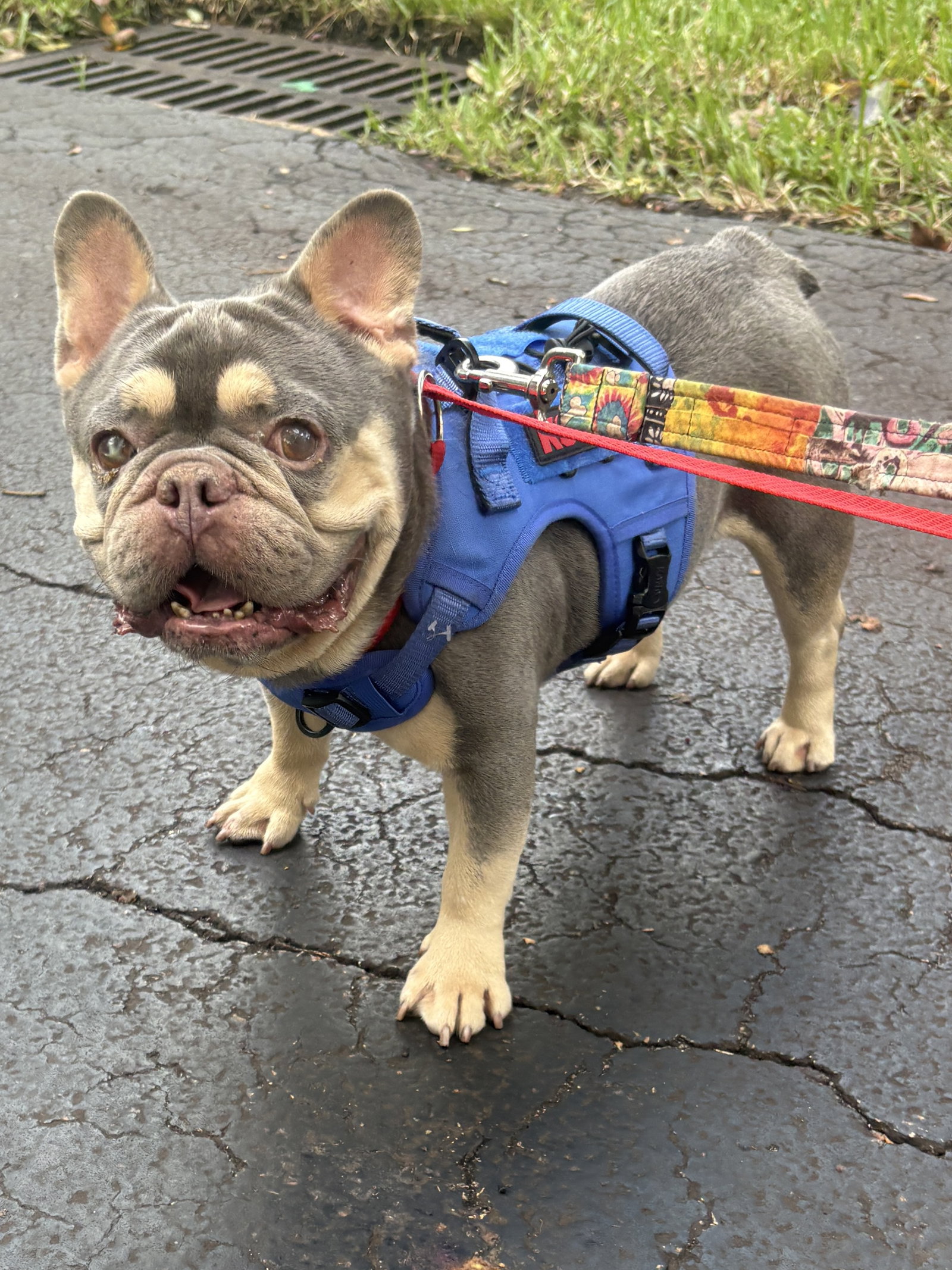 Theo, French Bulldog
