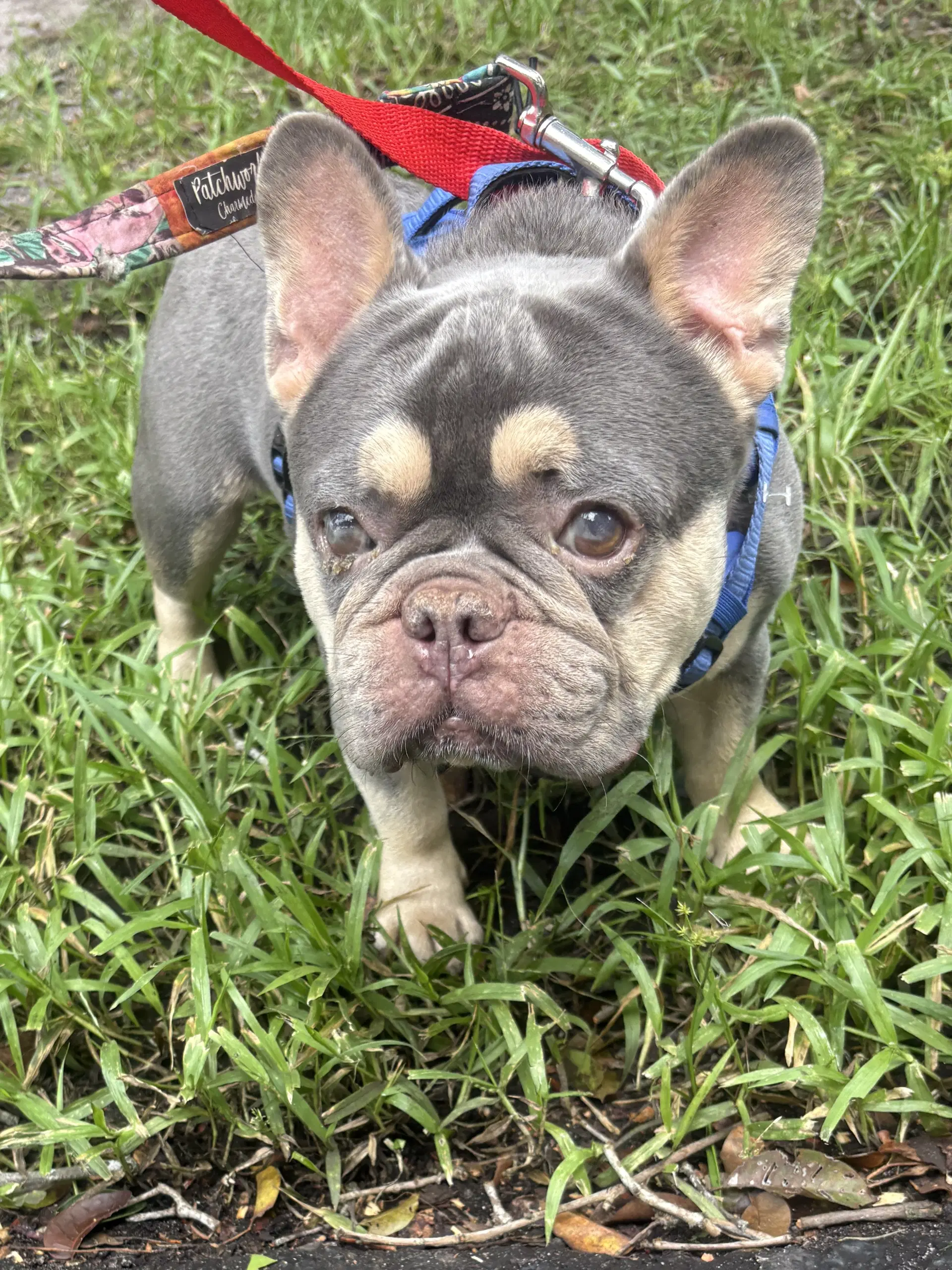Theo image 4