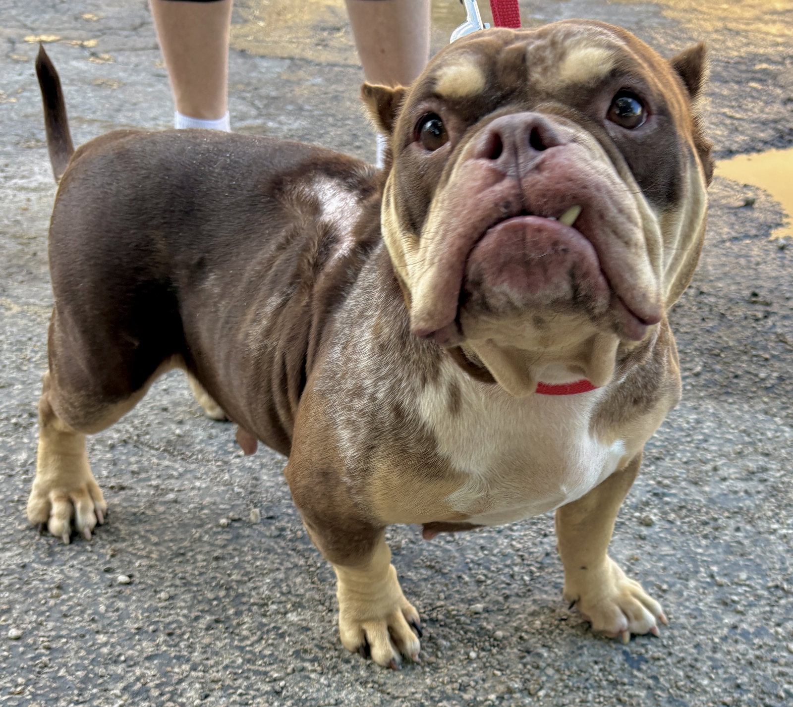Grace, Bulldog