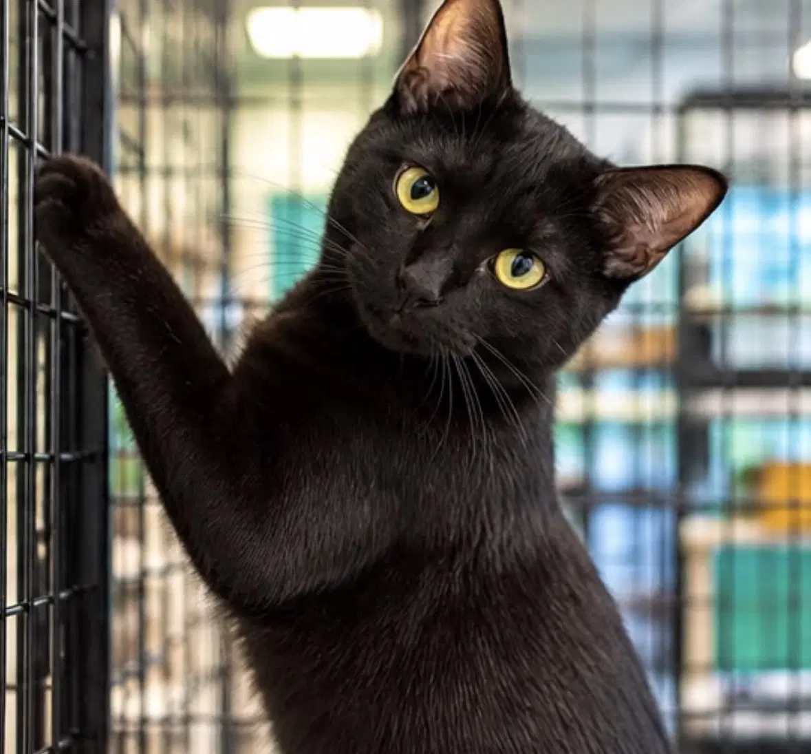 Dora - Domestic Short Hair