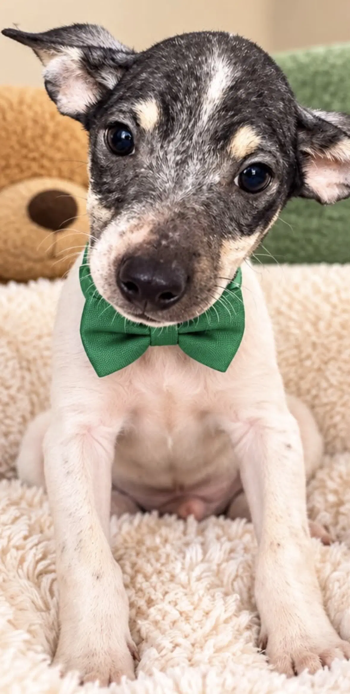 Jasper - Rat Terrier